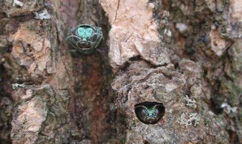 Emerald Ash Borer