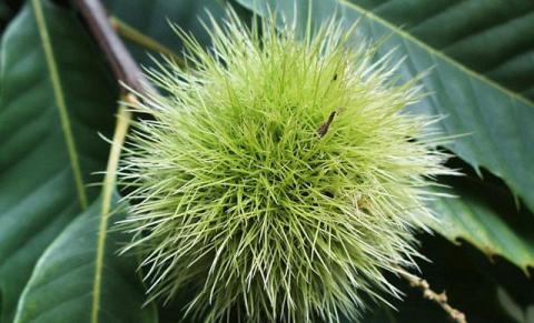 American Chestnut