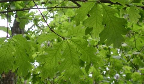 Oak Tree Leaves