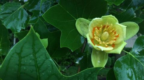 Tulip Poplar